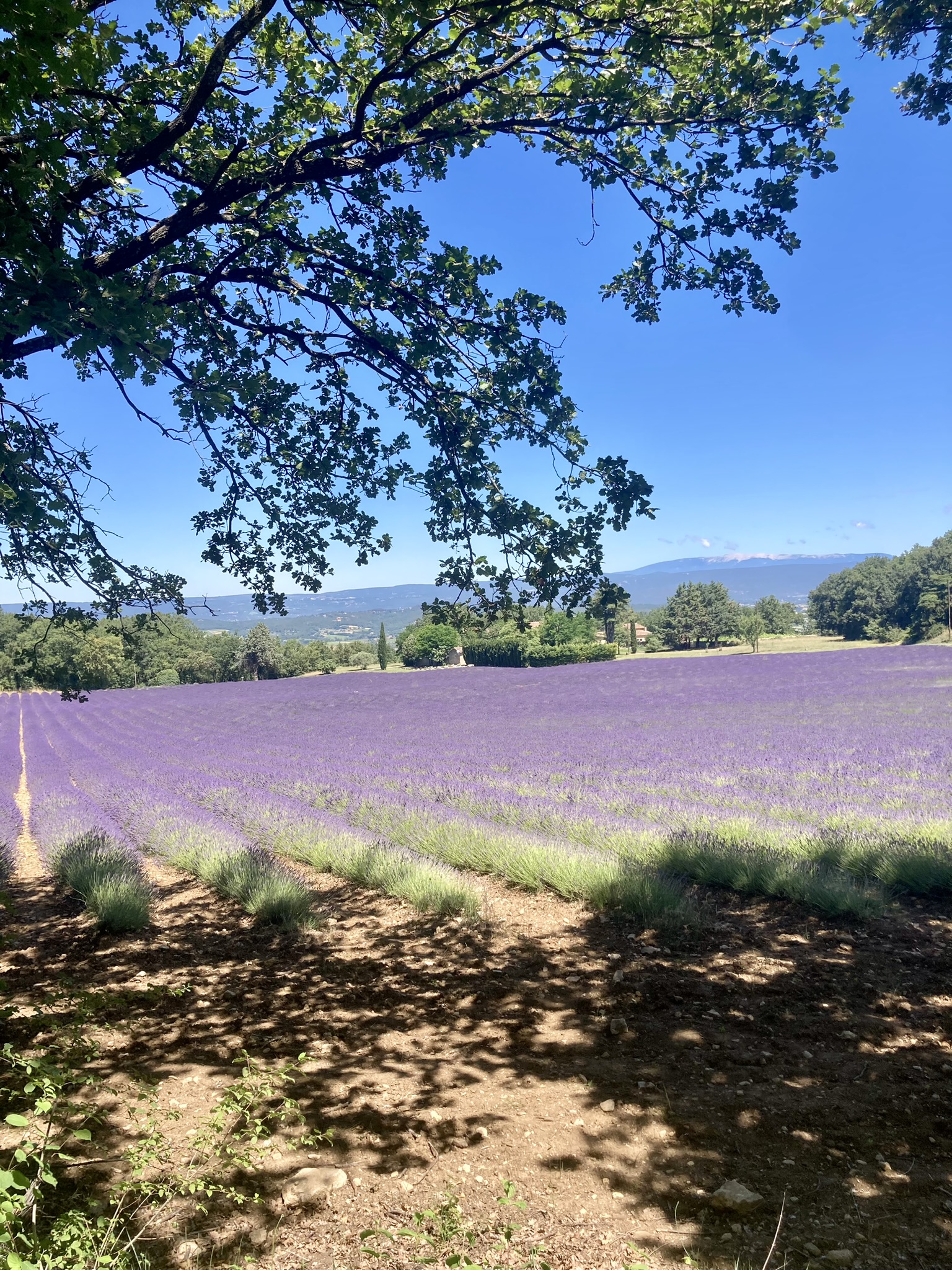 Lavandes et Mont Ventoux