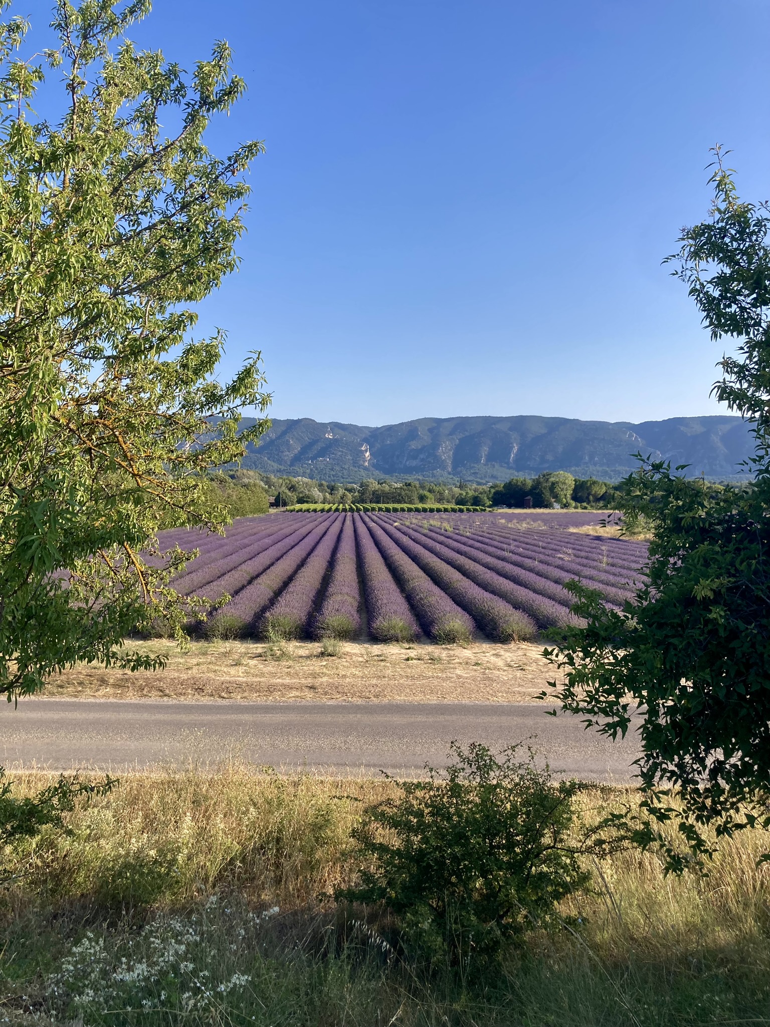 Lavandes et Luberon