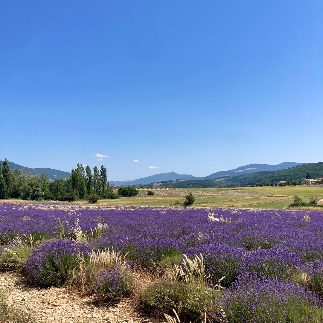 Champs de lavande fleuris au pied du Mont Ventoux